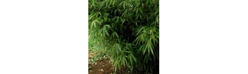 Bambusy / Trawy