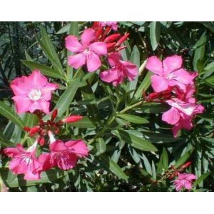 Oleander różowy (Nerium Oleander) Sadzonki