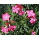 Oleander różowy (Nerium Oleander) Sadzonki