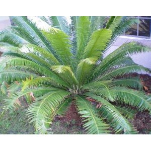 Dioon Spinulosum nasiona