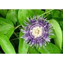 Męczennica (Passiflora Edulis) 150 nasion