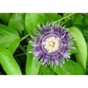 Męczennica (Passiflora Edulis) 50 nasion w Cenie 40!