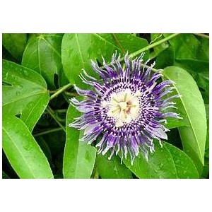 Męczennica (Passiflora Edulis) 150 nasion