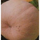 Dynia Olbrzymia Melonowa żółta (Cucurbita Maxima) nasiona