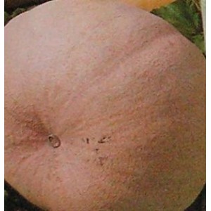 Dynia Bambino olbrzymia melonowa żółta (Cucurbita Maxima) nasiona