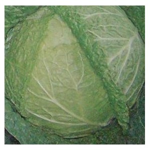 Kapusta włoska (Brassica Oleracea) nasiona