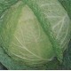 Kapusta włoska (Brassica Oleracea) nasiona