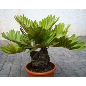 Zamia (Zamia Furfuraceae) sadzonki