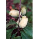 Asimina, Urodlin Trójłatkowy (Asimina Triloba - Paw Paw) sadzonka