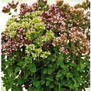 Oregano - Lebiodka Pospolita (Origanum Vulgare) - nasiona