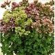 Oregano - Lebiodka Pospolita (Origanum Vulgare) - nasiona