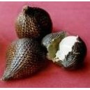 Salak (Salaca Edulis) sadzonki