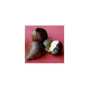 Salak (Salaca Edulis) sadzonki