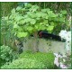 Miłorząb Dwuklapowy Sopot (Ginkgo Biloba) 3 letnie sadzonki