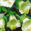 Kobea pnąca biała (Cobea scandens) nasiona