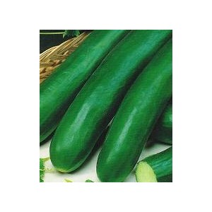 Ogórek szklarniowy długi (Cucumis sativus) 10 świeżych nasion