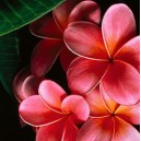 Plumeria (Plumeria rubra) nasiona