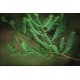Cyprys Błotny (Taxodium distichum) 2 letnia sadzonka