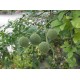 Pomarańcza Trójlistkowa 5 Letnie - duże sadzonki