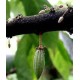 Kakaowiec (Theobroma Cacao) 2 letnie sadzonki