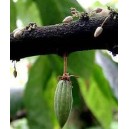 Kakaowiec (Theobroma Cacao) sadzonki