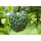 Jabłko Cukrowe (Annona Squamosa) 2 Letnie sadzonki