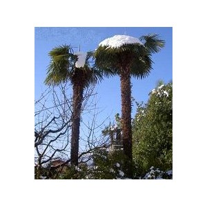 Szorstkowiec Fortunego Palma (Trachycarpus Fortunei) 4 sadzonki min 1 liść