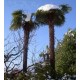 Szorstkowiec Fortunego Palma (Trachycarpus Fortunei) sadzonki Min 2 Liście