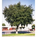 Dąb Korkowy (Quercus Suber) 2 letnie sadzonki