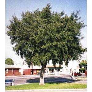 Dąb szypułkowy (Quercus robur) 2 sadzonki 2 letnie
