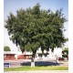 Dąb Korkowy (Quercus Suber) 2 letnie sadzonki