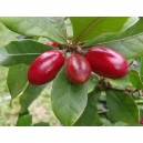 Sysepal słodki (synsepalum dulcificum) sadzonki