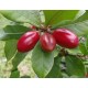 Sysepal słodki (synsepalum dulcificum) sadzonki
