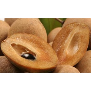 Sączyniec właściwy, Pigwica, sapodilla (Manilkara zapota) sadzonki