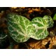 Pieprz pstry (Pipper ornatum) sadzonki