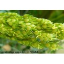 Sorgo, (Sorghum Moench) 3 nasiona