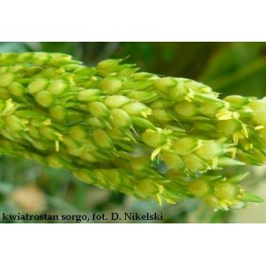 Sorgo, (Sorghum Moench) 3 nasiona