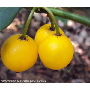 Mangostan żółty, lemon drop mangosteen (garcinia intermedia) sadzonki