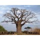 Baobab afrykański (Adansonia Digitata) Duże sadzonki