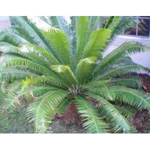 Cycas, sagowiec (Dioon Spinulosum) 3 letnie sadzonki