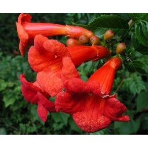 Milin amerykański (campsis radicans) 5 nasion