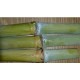 Trzcina cukrowa - cukrowiec lekarski (Saccharum officinarum) Pęd do ukorzenienia