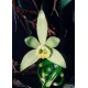 Wanilia pstra (Vanilla Planifolia variegata) sadzonki