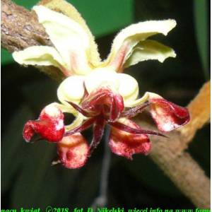 Kakaowiec cupuacu (Theobroma grandiflora) sadzonki