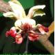 Kakaowiec cupuacu (Theobroma grandiflora) sadzonki