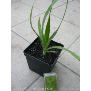 Smocze drzewo - dracena smocza (dracena draco), sadzonka