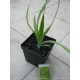 Smocze drzewo - dracena smocza (dracena draco), sadzonka