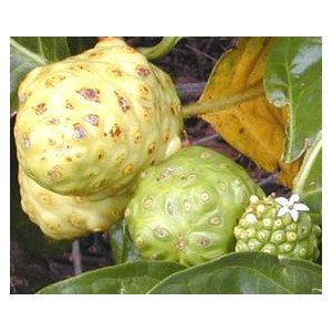 Noni - morwa indyjska (morinda citrifolia) sadzonki 2 letnie