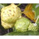 Noni - morwa indyjska (morinda citrifolia) sadzonki