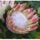 Krzew cukrowy (protea simplex) nasiona